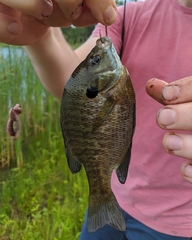 Lepomis macrochirus macrochirus