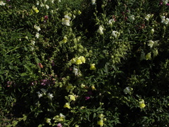 Antirrhinum majus