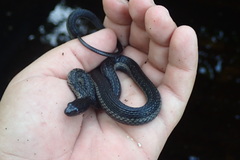 Thamnophis validus celaeno