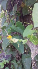 Aristolochia anguicida