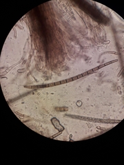 Trichoglossum hirsutum