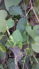 Aristolochia anguicida