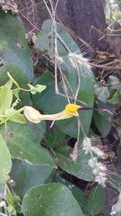 Aristolochia anguicida