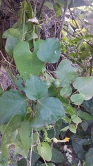 Aristolochia anguicida