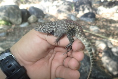 Sceloporus hunsakeri