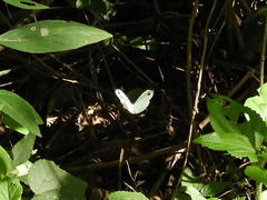 Leptosia