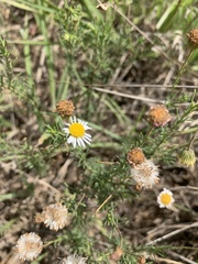 Felicia muricata muricata