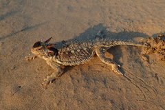 Phrynosoma cerroense