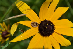 Homaemus aeneifrons
