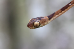 Imantodes lentiferus