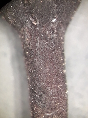 Trichoglossum hirsutum