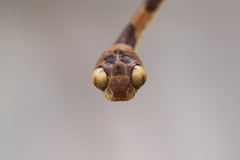 Imantodes lentiferus