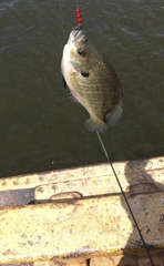 Lepomis macrochirus macrochirus