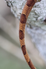 Imantodes lentiferus