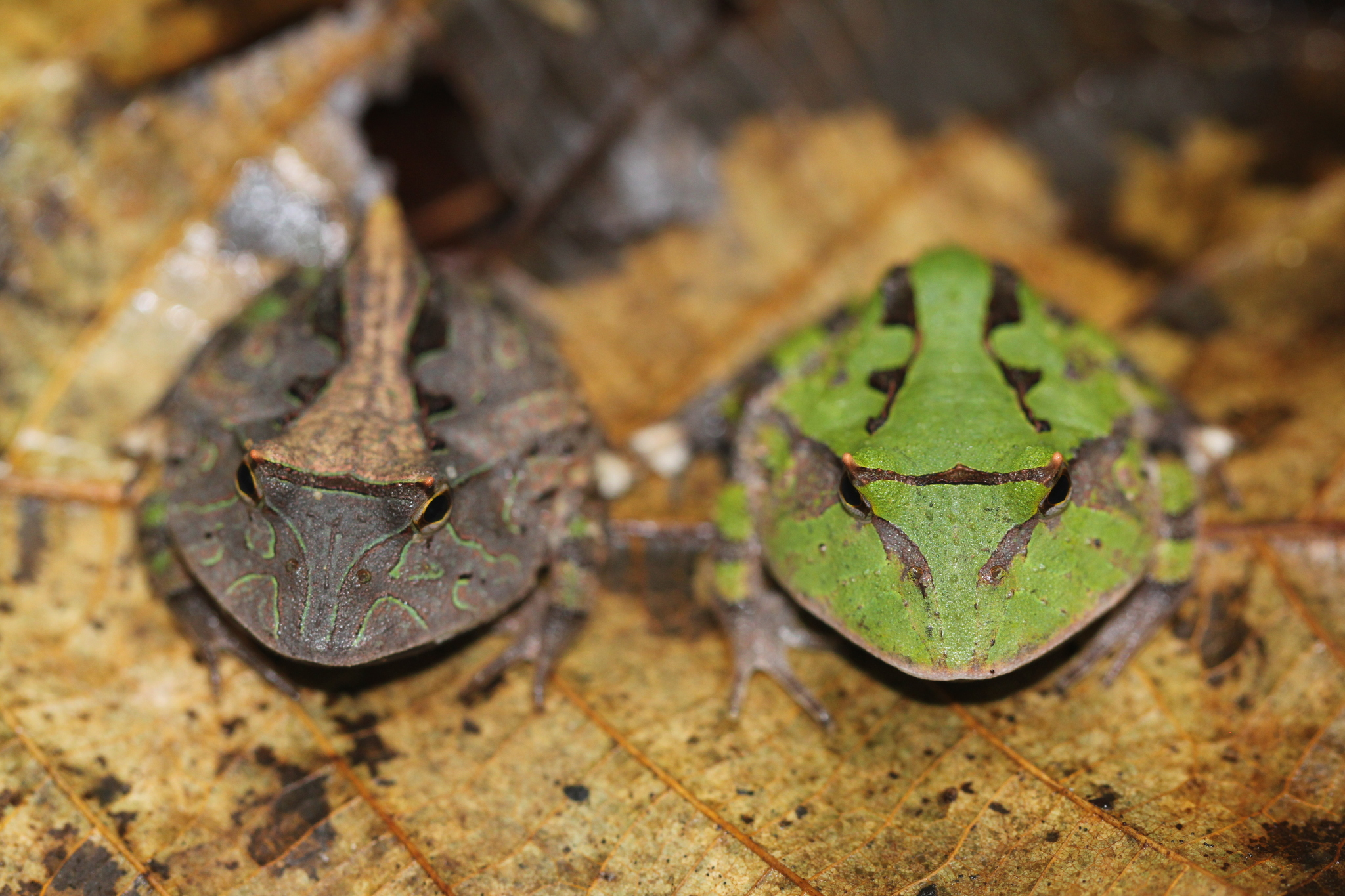 Amazonian Horned Frog (Ceratophrys cornuta) · iNaturalist