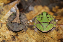 Amazonian Horned Frog photo 2