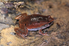 Hamptophryne boliviana
