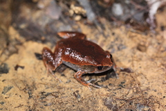 Hamptophryne boliviana