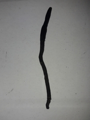 Geoglossum fallax