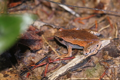 Hamptophryne boliviana