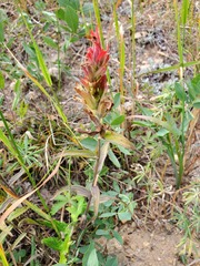 Castilleja parviflora