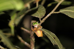 Callimedusa tomopterna