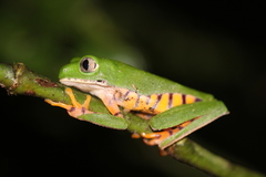 Callimedusa tomopterna