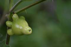 Solanum mammosum