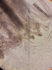 Geoglossum fallax