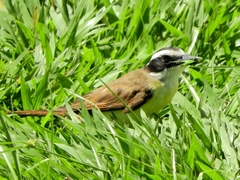Pitangus sulphuratus