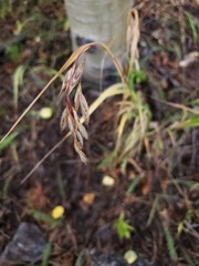 Bromopsis