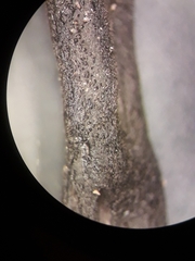 Geoglossum fallax