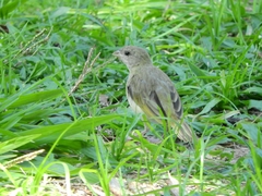 Sicalis columbiana