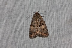 Condica macrosema