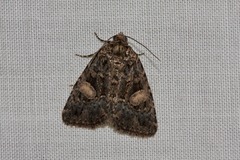 Condica macrosema