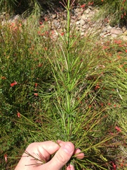 Russelia equisetiformis