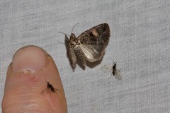 Condica macrosema