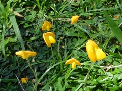 Arachis