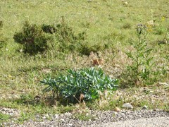Cirsium pyrenaicum