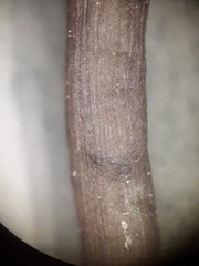 Geoglossum fallax
