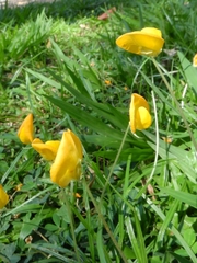 Arachis
