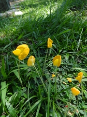 Arachis