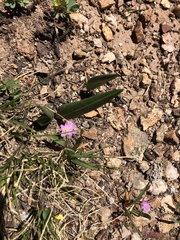 Lewisia pygmaea