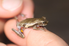 Dendropsophus schubarti