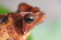 Mitred Toad photo 2