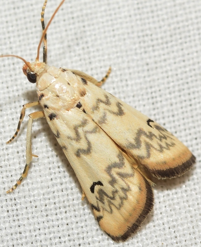 Euzophera lunulella