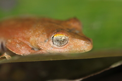 Boana calcarata