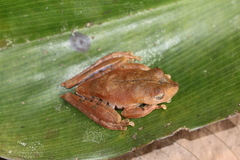 Boana calcarata