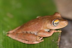 Boana calcarata