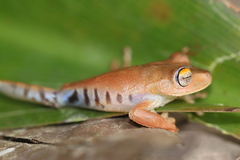 Boana calcarata